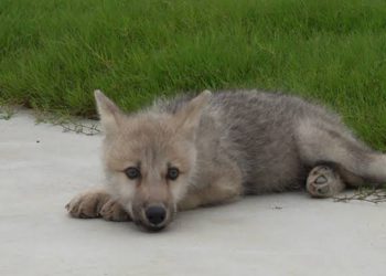 sorprendente-nace-el-primer-lobo-artico-clonado