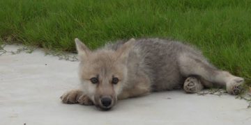 sorprendente-nace-el-primer-lobo-artico-clonado