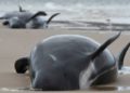 localizan-230-ballenas-varadas-en-australia