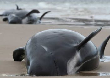 localizan-230-ballenas-varadas-en-australia