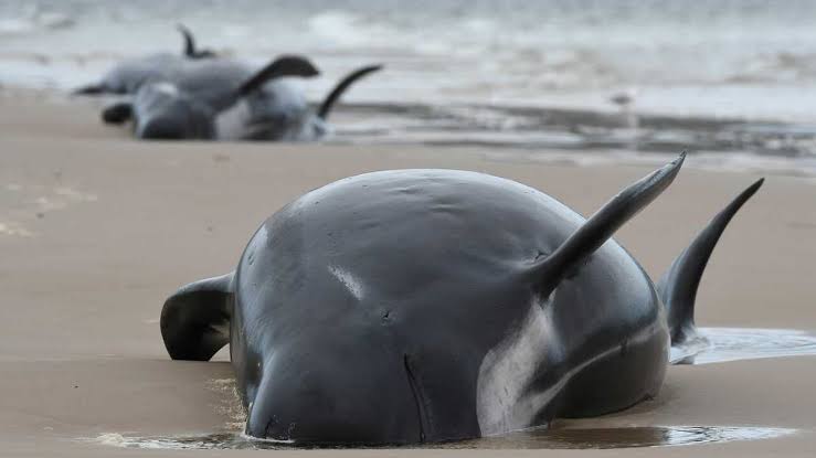 localizan-230-ballenas-varadas-en-australia