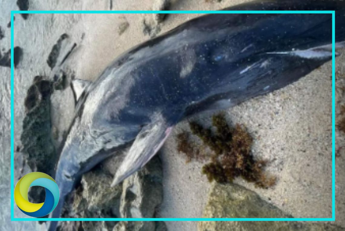 Recala una orca negra sin vida en una playa de Cozumel