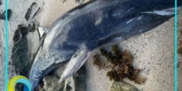 Recala una orca negra sin vida en una playa de Cozumel