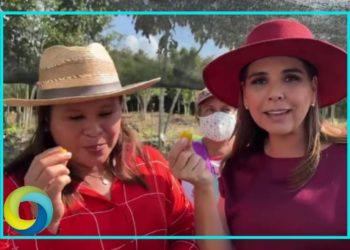 Mara Lezama visita el cultivo de la mandarina japonesa que producen las mujeres en los huertos de bienestar en Quintana Roo