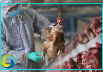 Quintana Roo está libre de gripe aviar: SEDARPE