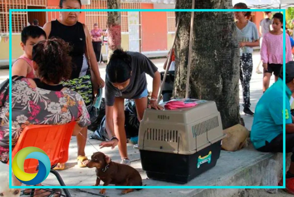 Esterilizan a 200 perros y gatos en el municipio de Benito Juárez