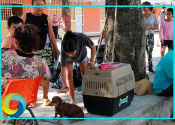 Esterilizan a 200 perros y gatos en el municipio de Benito Juárez