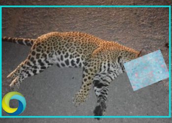Atropellan a un jaguar en la carretera federal 307 a la altura del hotel Nickelodeon en Playa del Carmen