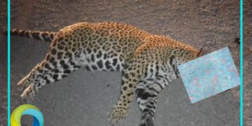 Atropellan a un jaguar en la carretera federal 307 a la altura del hotel Nickelodeon en Playa del Carmen