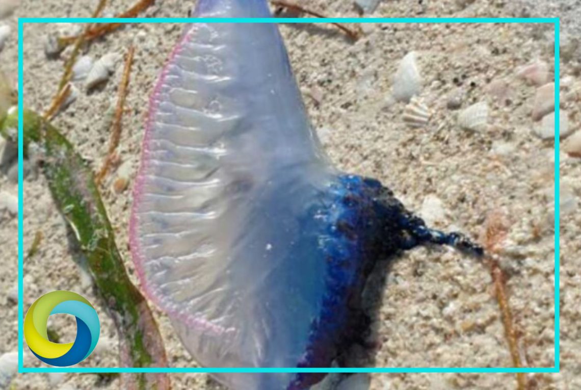 Alertan sobre el arribo de medusas a la isla de Holbox