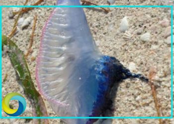 Alertan sobre el arribo de medusas a la isla de Holbox