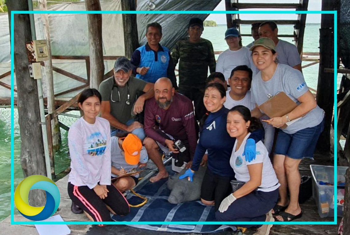 Pompeyo el manatí rescatado en la Laguna Milagro está sano y salvo: Mara Lezama