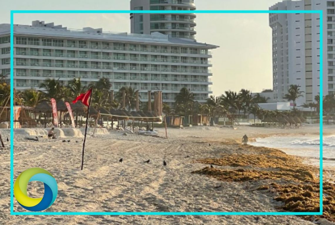 Reportan recale masivo de sargazo en playas de Cancún