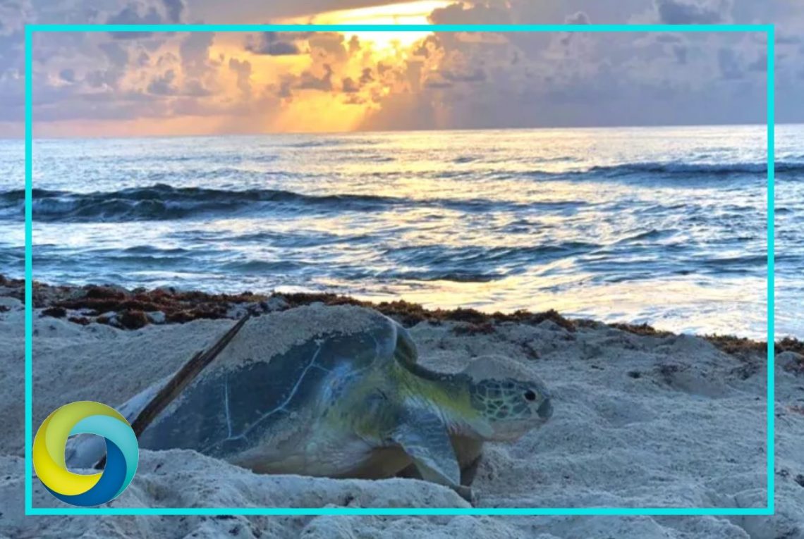 Tortugas marinas llegan antes de tiempo a desovar en Cozumel