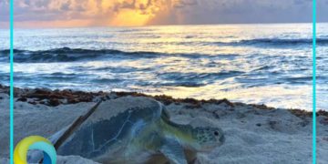 Tortugas marinas llegan antes de tiempo a desovar en Cozumel